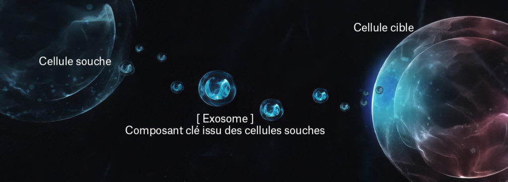 Schéma des exosomes et des cellules souches